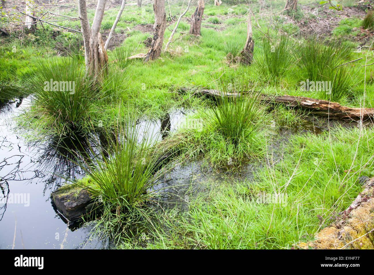 Terreni paludosi appena deforestata nella foresta di Tunstall, vicino Sudbourne, Suffolk, Inghilterra, Regno Unito Foto Stock