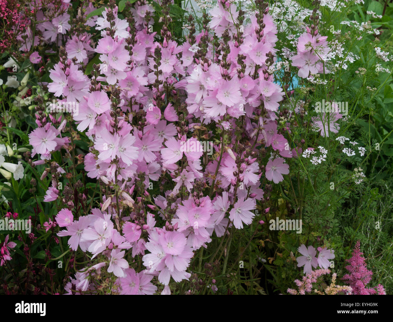 Elsie Sidalcea Heugh esposti in Norton Priory aiuola RHS Cheshire Flower Show Tatton Park Inghilterra Foto Stock