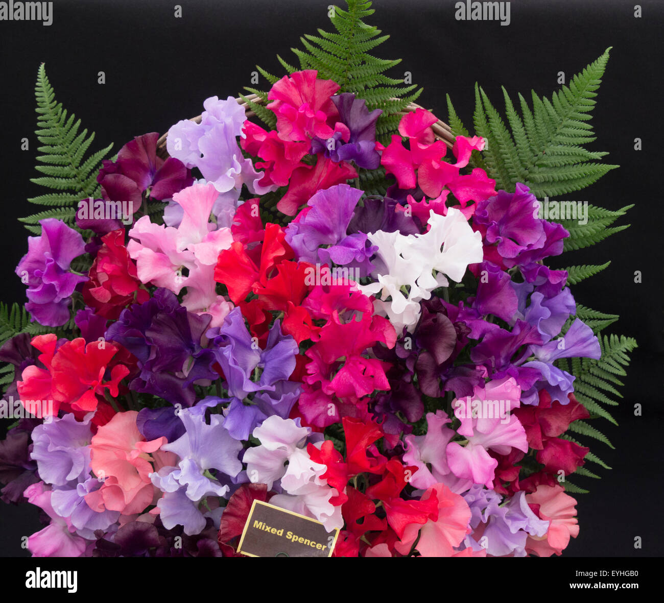 Visualizzazione di colori misti di piselli dolci Lathyrus odoratus RHS Cheshire Flower Show Tatton Park Inghilterra Foto Stock