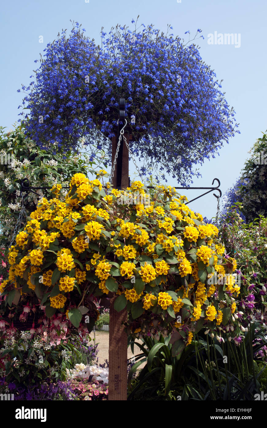 Display floreali di blu e giallo fiori estivi, West London giardino, England Regno Unito Foto Stock
