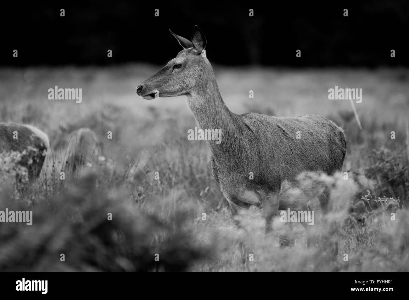 Richmond Park cervi, fauna selvatica free roaming fotografato in bianco e nero. Foto Stock