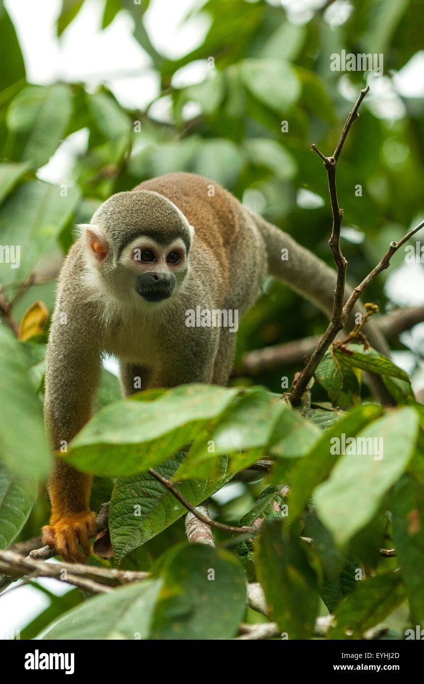 Saimiri sciureus, comune Scimmia di scoiattolo, il fiume Napo, Ecuador Foto Stock