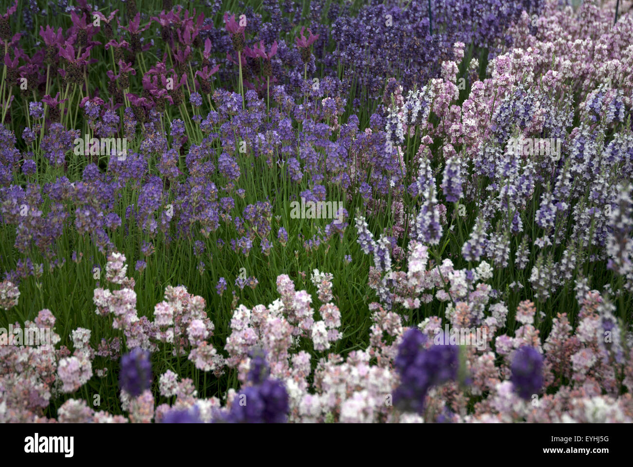 Varietà di piante di lavanda, West London, Regno Unito Foto Stock