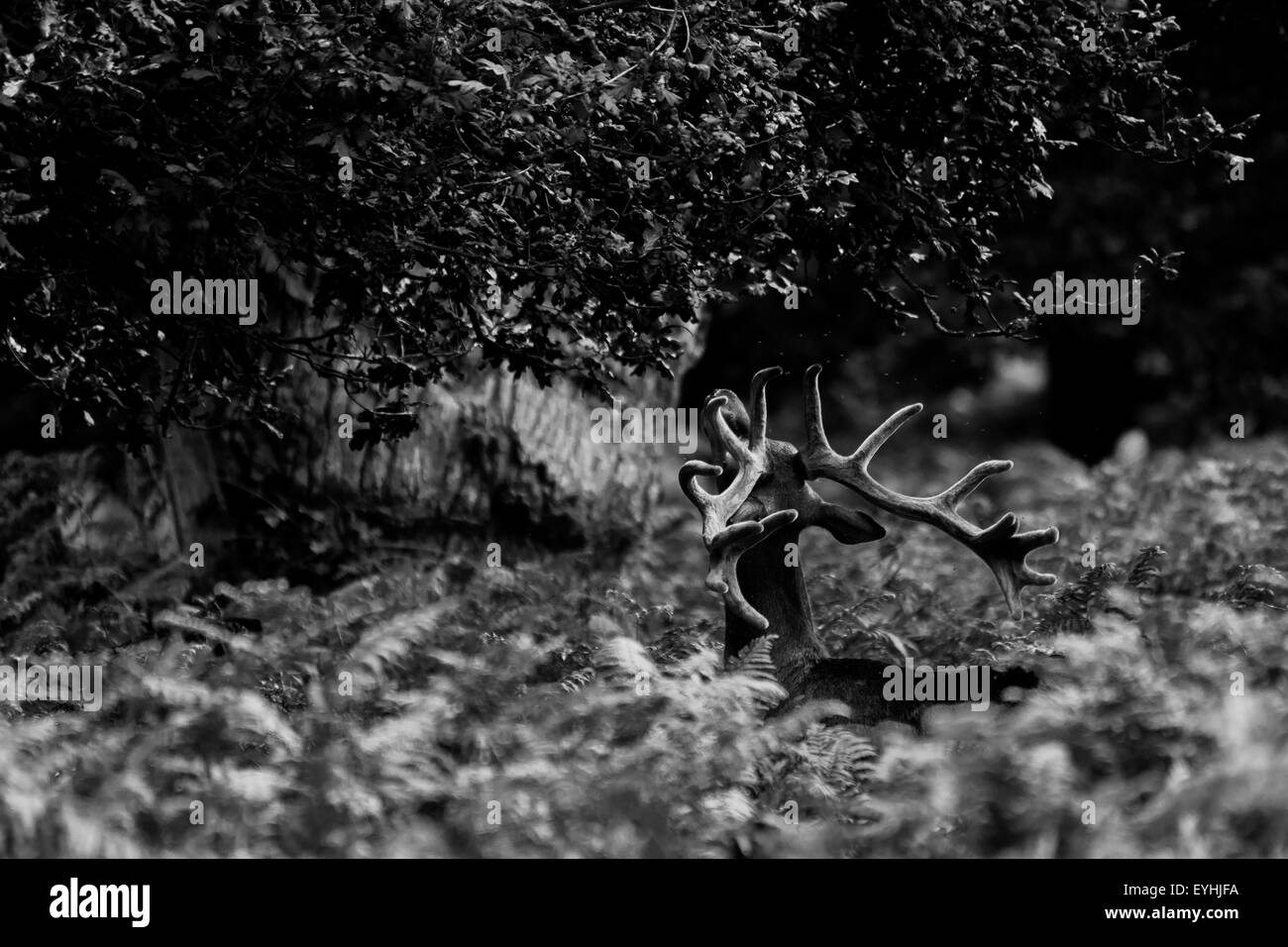 Richmond Park cervi, fauna selvatica free roaming fotografato in bianco e nero. Foto Stock