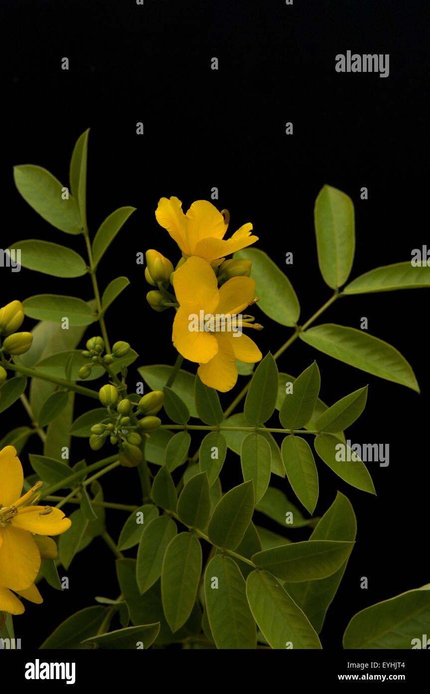 Chinesische Senna, Heilpflanzen, Foto Stock