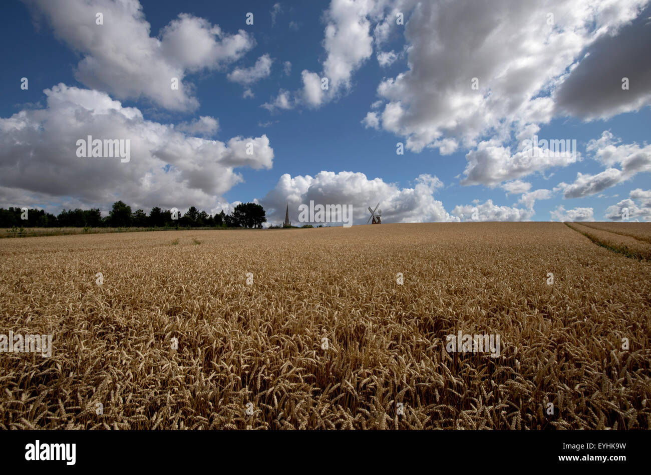 Il grano in attesa di essere raccolti sotto un tipico East Anglian 'Constable Cielo", con John Webb il mulino a vento in background a Thaxted Foto Stock