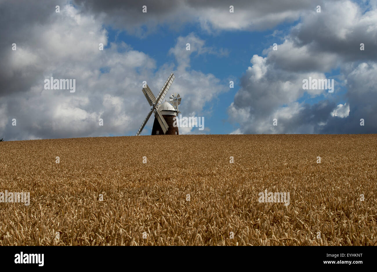 Il grano in attesa di essere raccolti sotto un tipico East Anglian 'Constable Cielo", con John Webb il mulino a vento in background a Thaxted Foto Stock