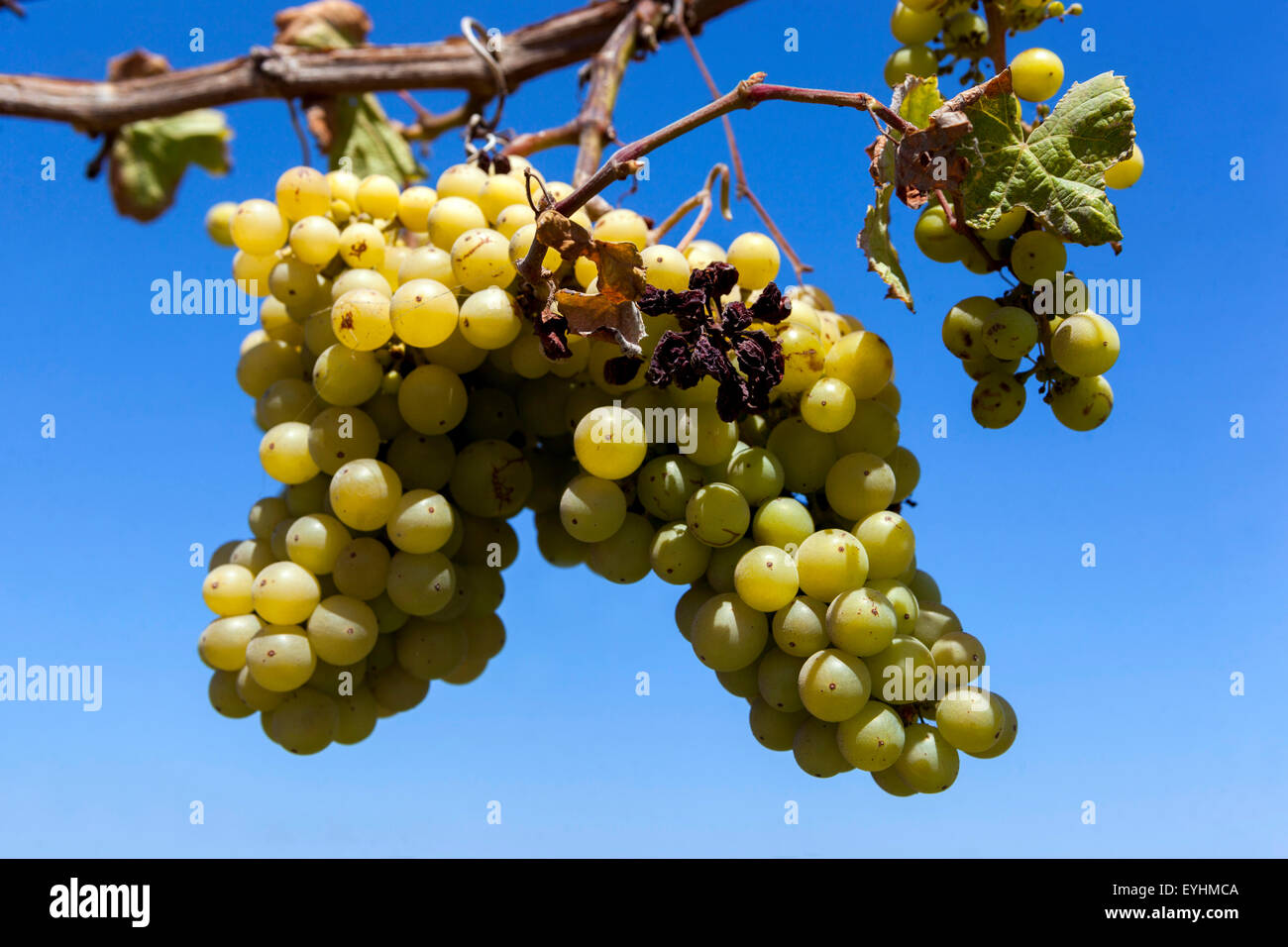 Vino di Santorini, Isole greche, Cicladi, Grecia mazzo di uve Foto Stock