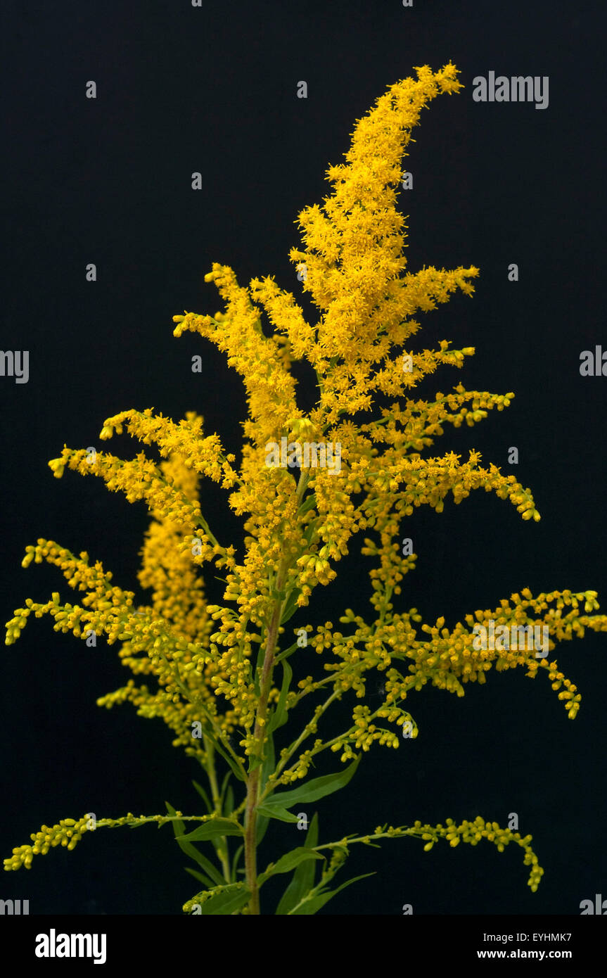 Riesengoldrute, Solidago gigantea Foto Stock