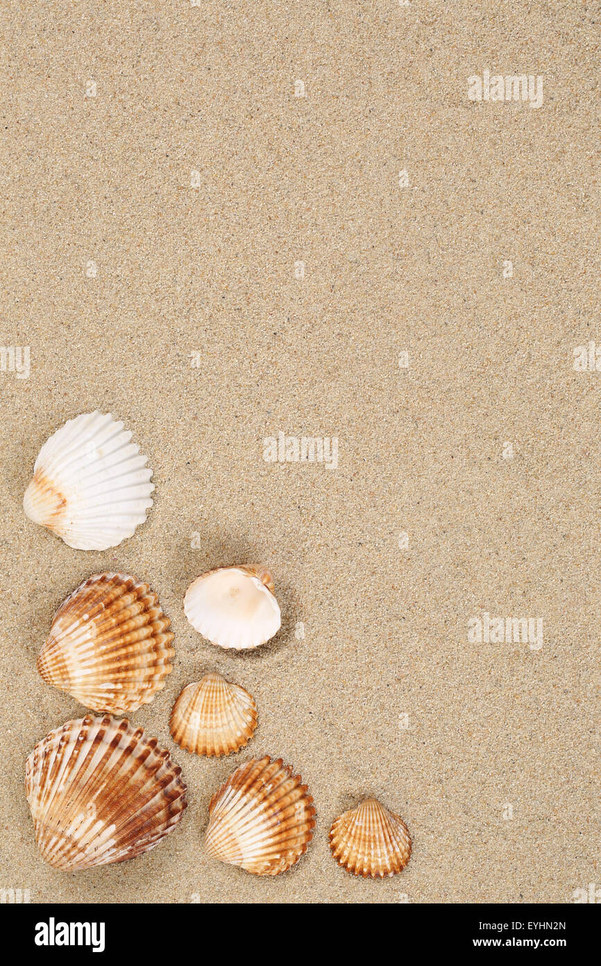 Spiaggia di sabbia in estate vacanze vacanze con sabbia, mare, conchiglie e copyspace Foto Stock