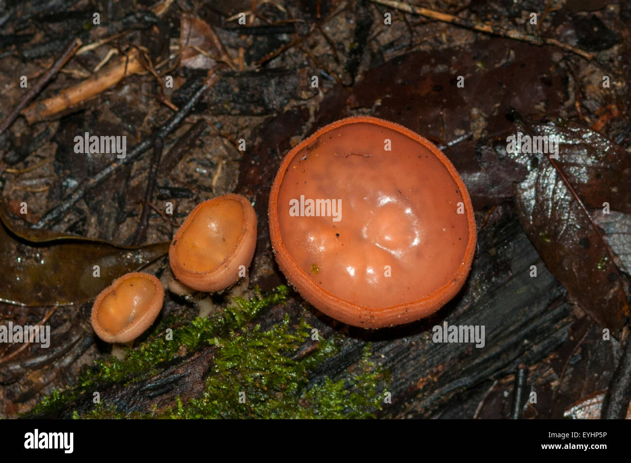Cookeina sp. Tazza di fungo in Yasuni NP, Ecuador Foto Stock