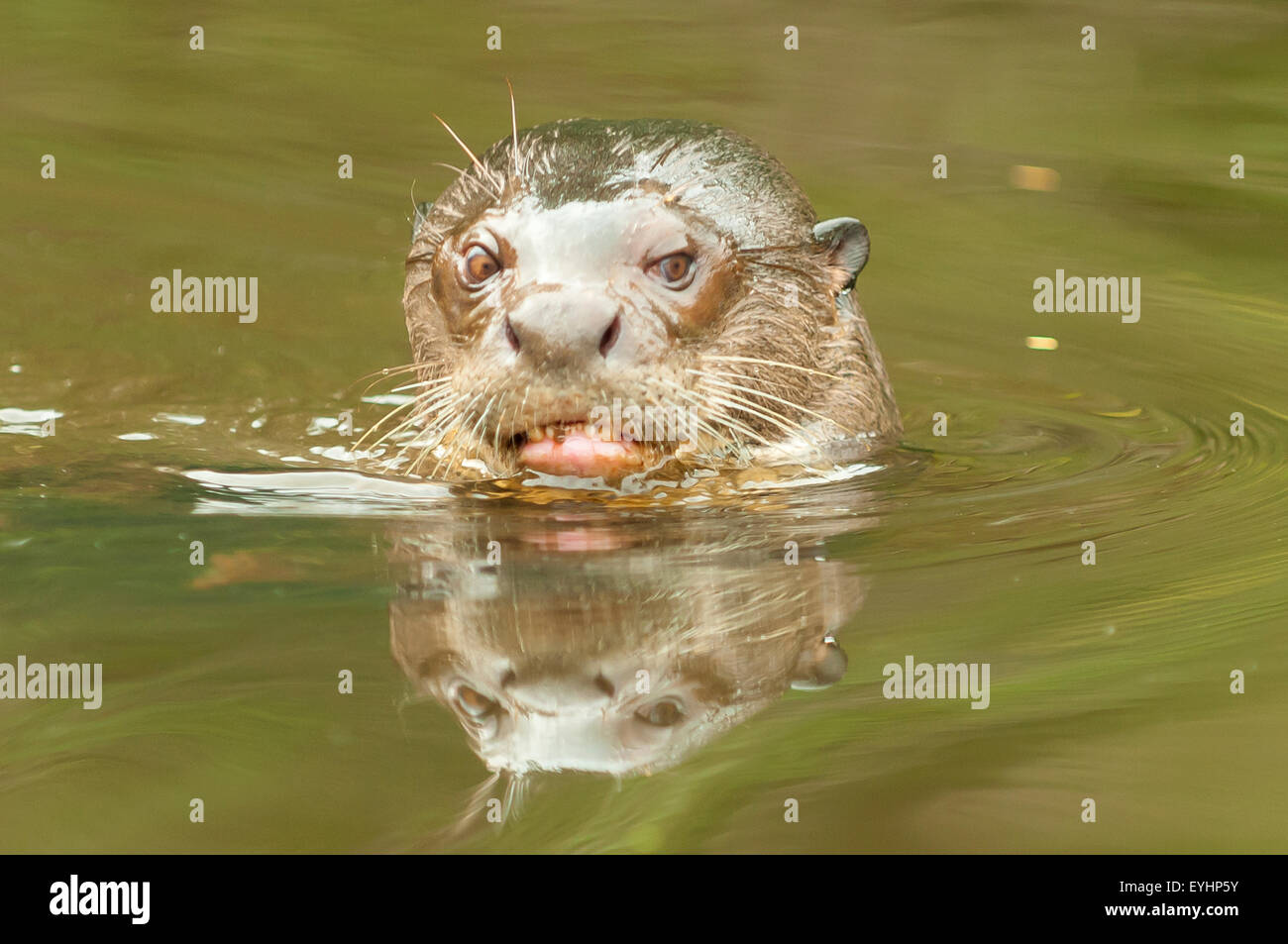 Pteronura brasiliensis, gigante Lontra di fiume Napo in laguna, Ecuador Foto Stock