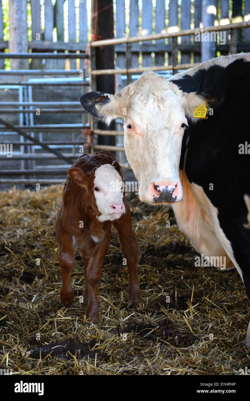 Mucca e vitello in un fienile, Regno Unito Foto Stock