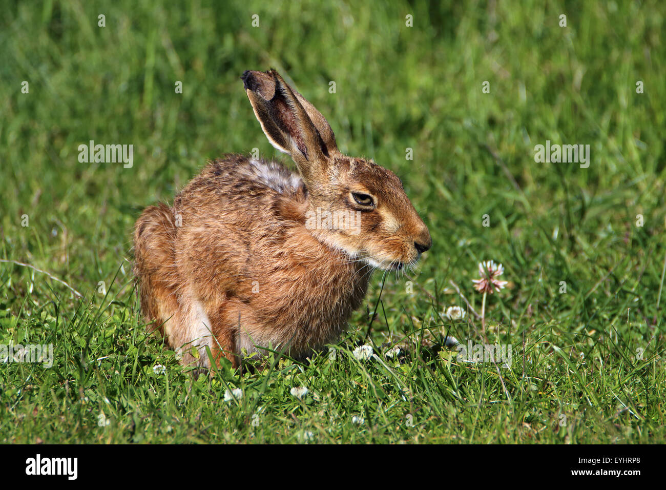 Brown lepre Lepus europaeus sat nel campo di erba con il chiodo di garofano Foto Stock