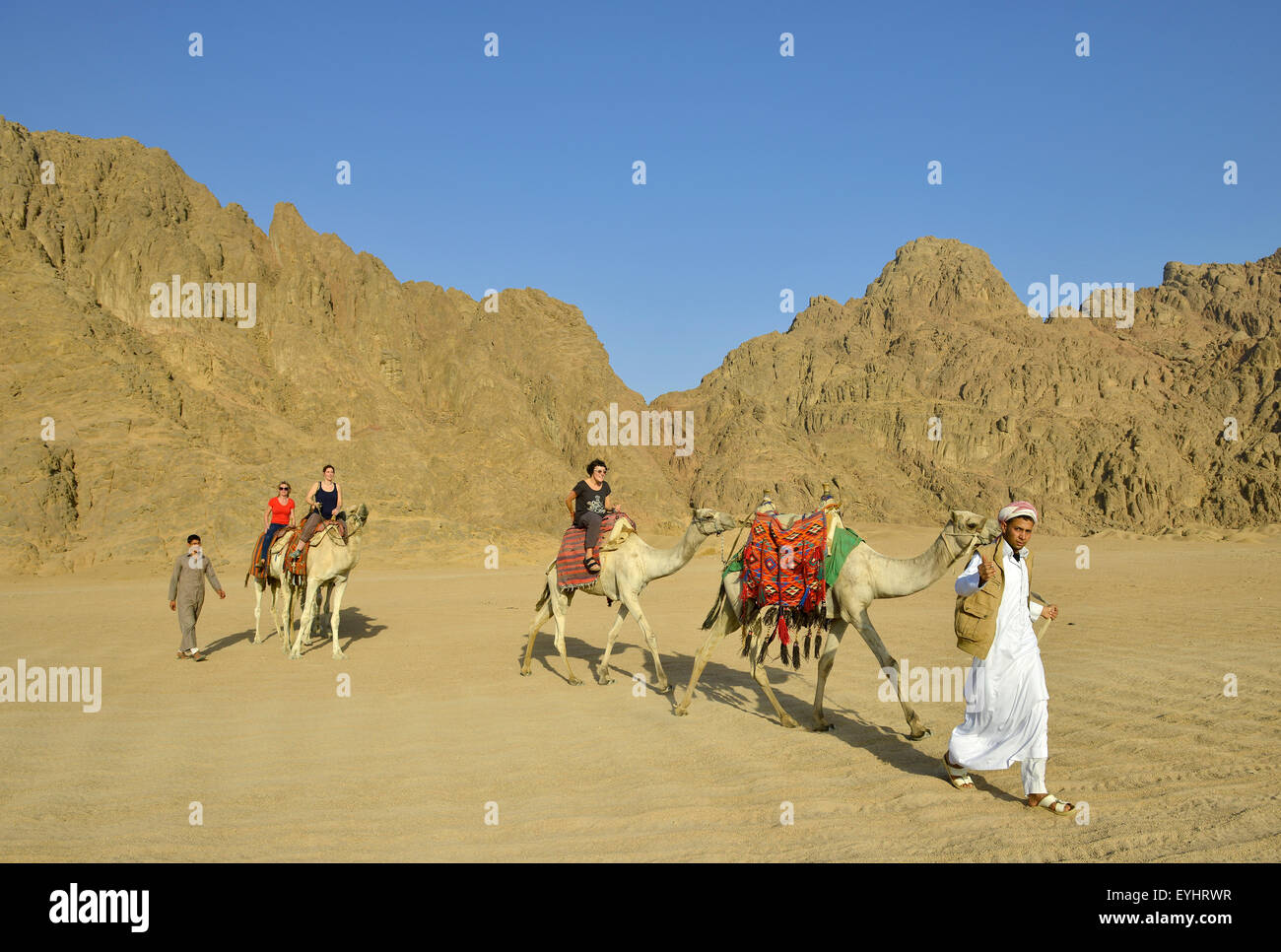 I turisti in una corsa in cammello vicino a Sharm el Sheikh Egitto Foto Stock