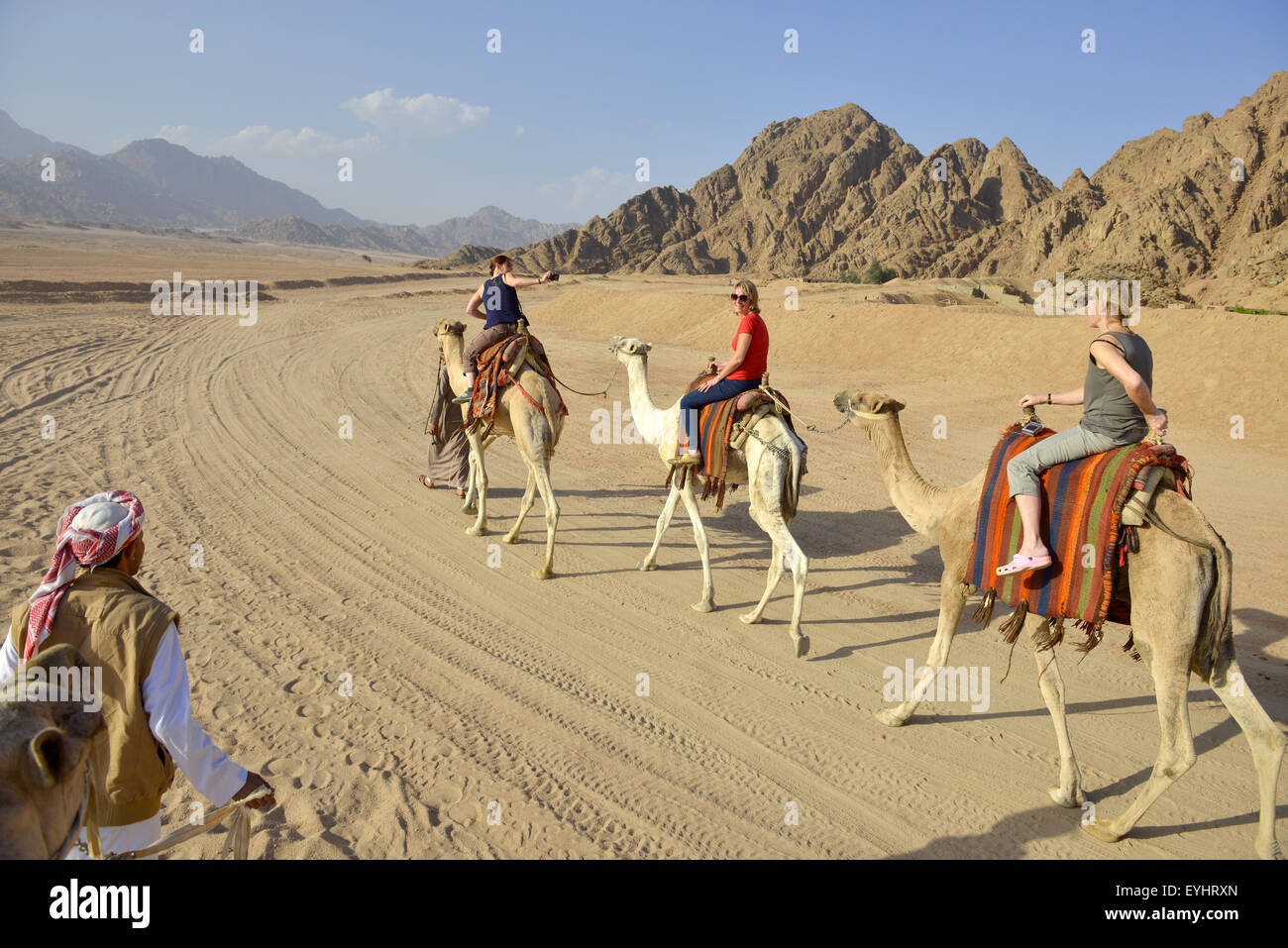 I turisti in una corsa in cammello vicino a Sharm el Sheikh Egitto Foto Stock