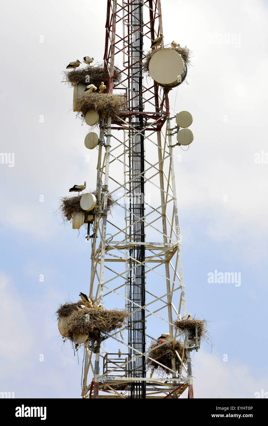 Cicogne nidi su un montante dell'antenna, Marocco, Africa del Nord. Foto Stock