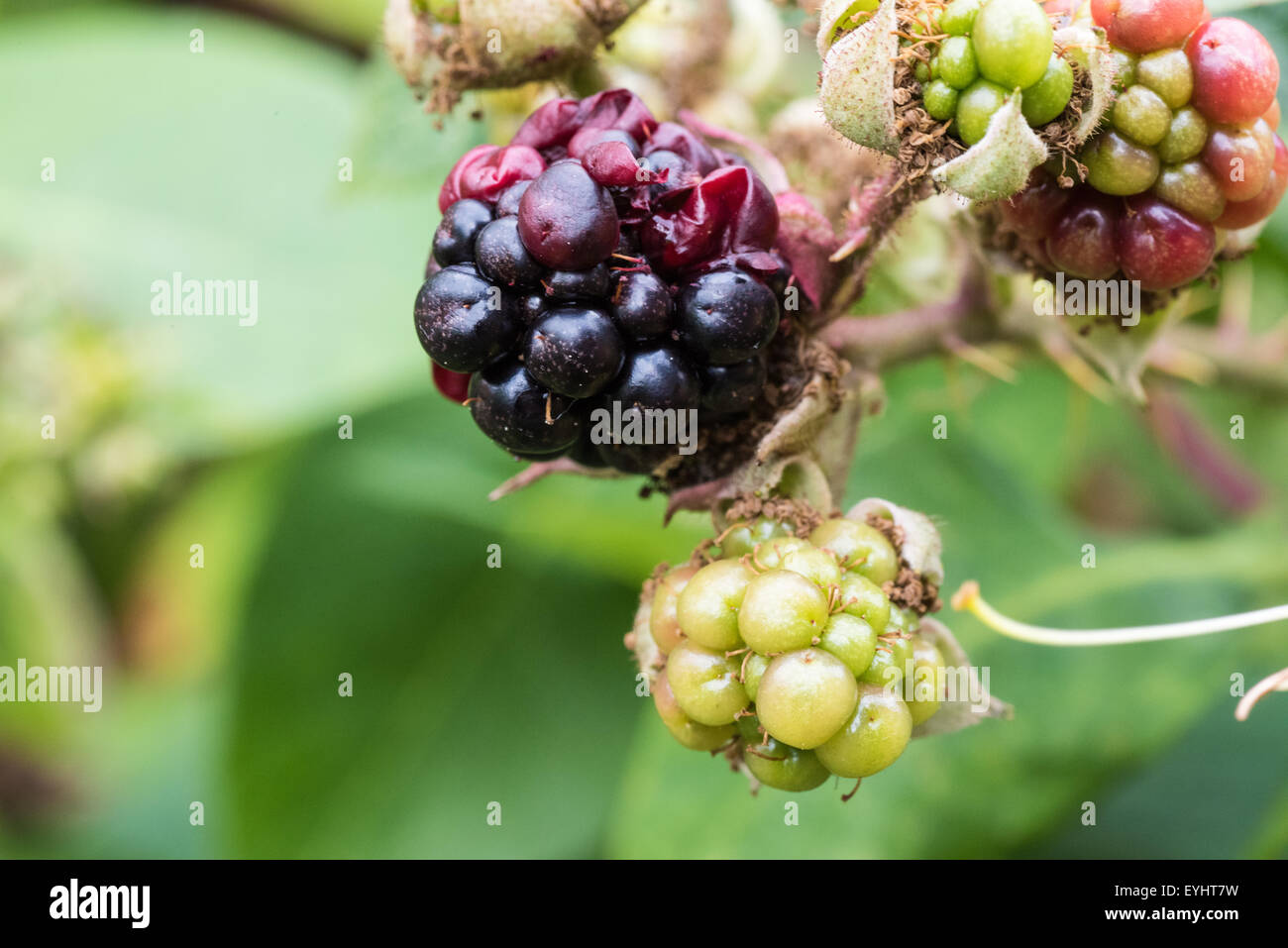 Blackberry su una bussola cannock STAFFORDSHIRE REGNO UNITO Foto Stock