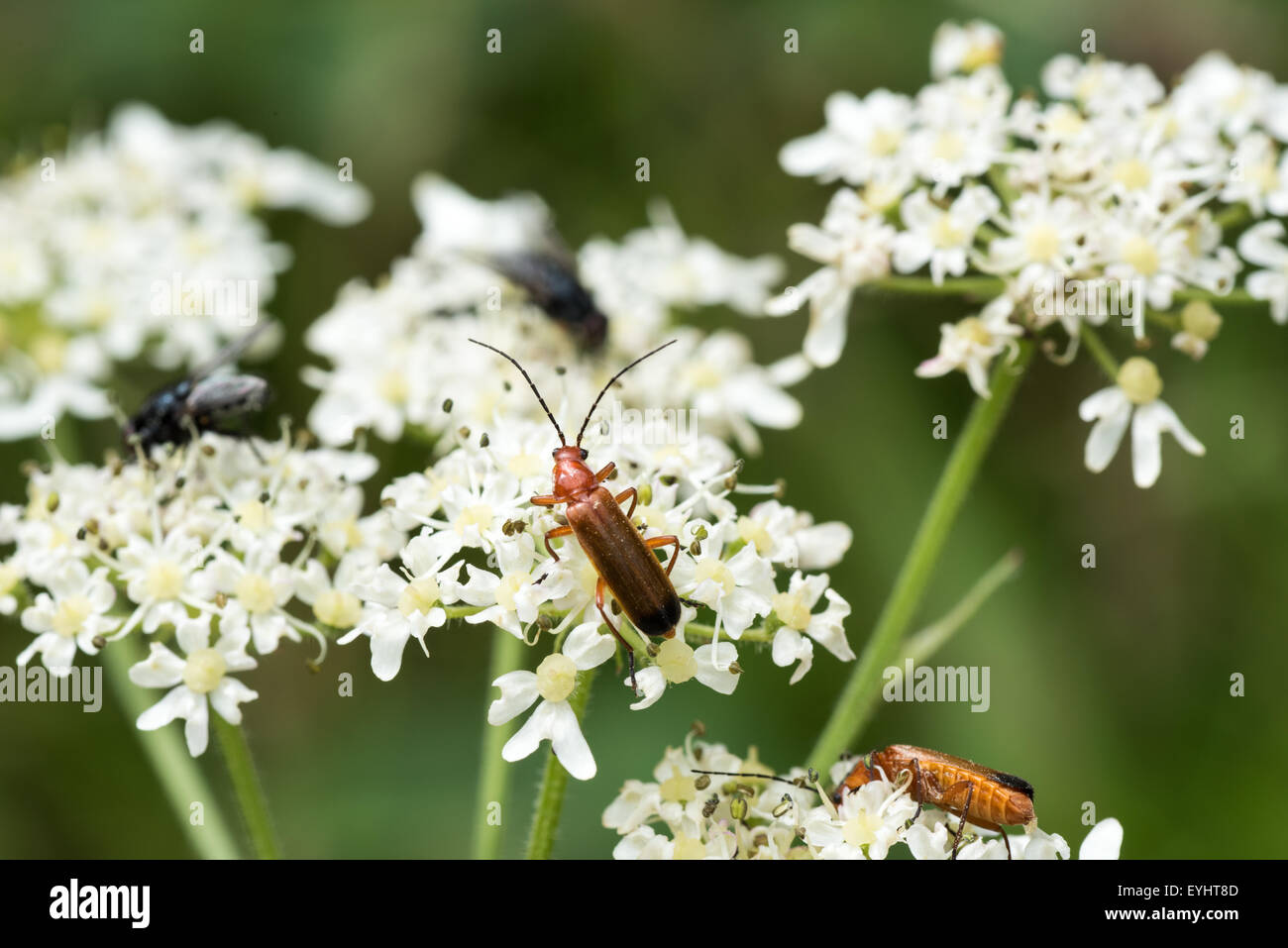 Bug e vola come ottenere il polline di spray bianco fiore dal Northicote farm bushbury Wolverhampton Regno Unito Foto Stock