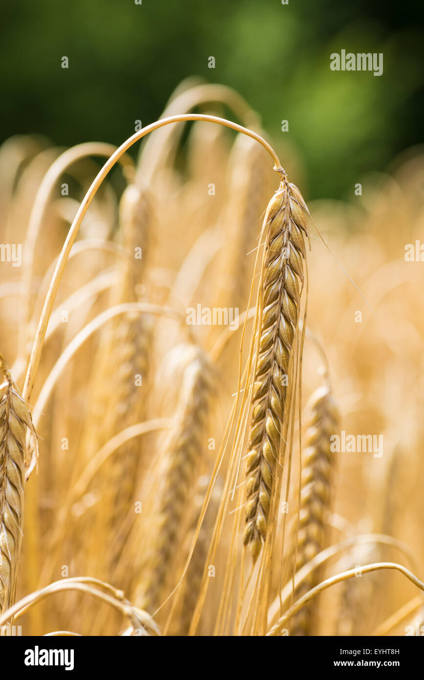 Spighe di grano al vento durante il periodo estivo cannock STAFFORDSHIRE REGNO UNITO Foto Stock