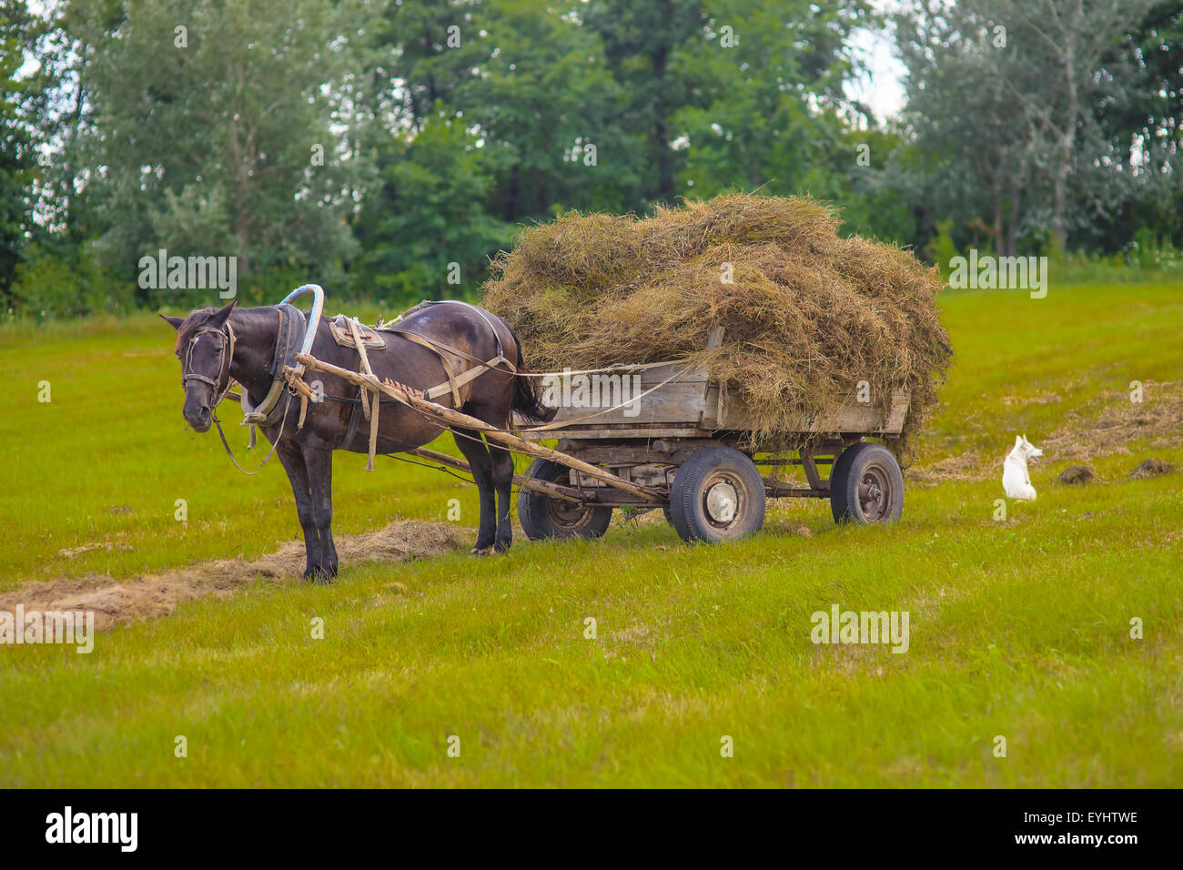 Cavalli e carri di fieno in un campo su sfondo ,foto Foto Stock