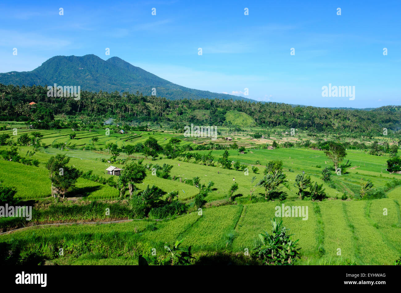 Colore verde brillante wet terrazze di riso di East Bali, Indonesia Foto Stock