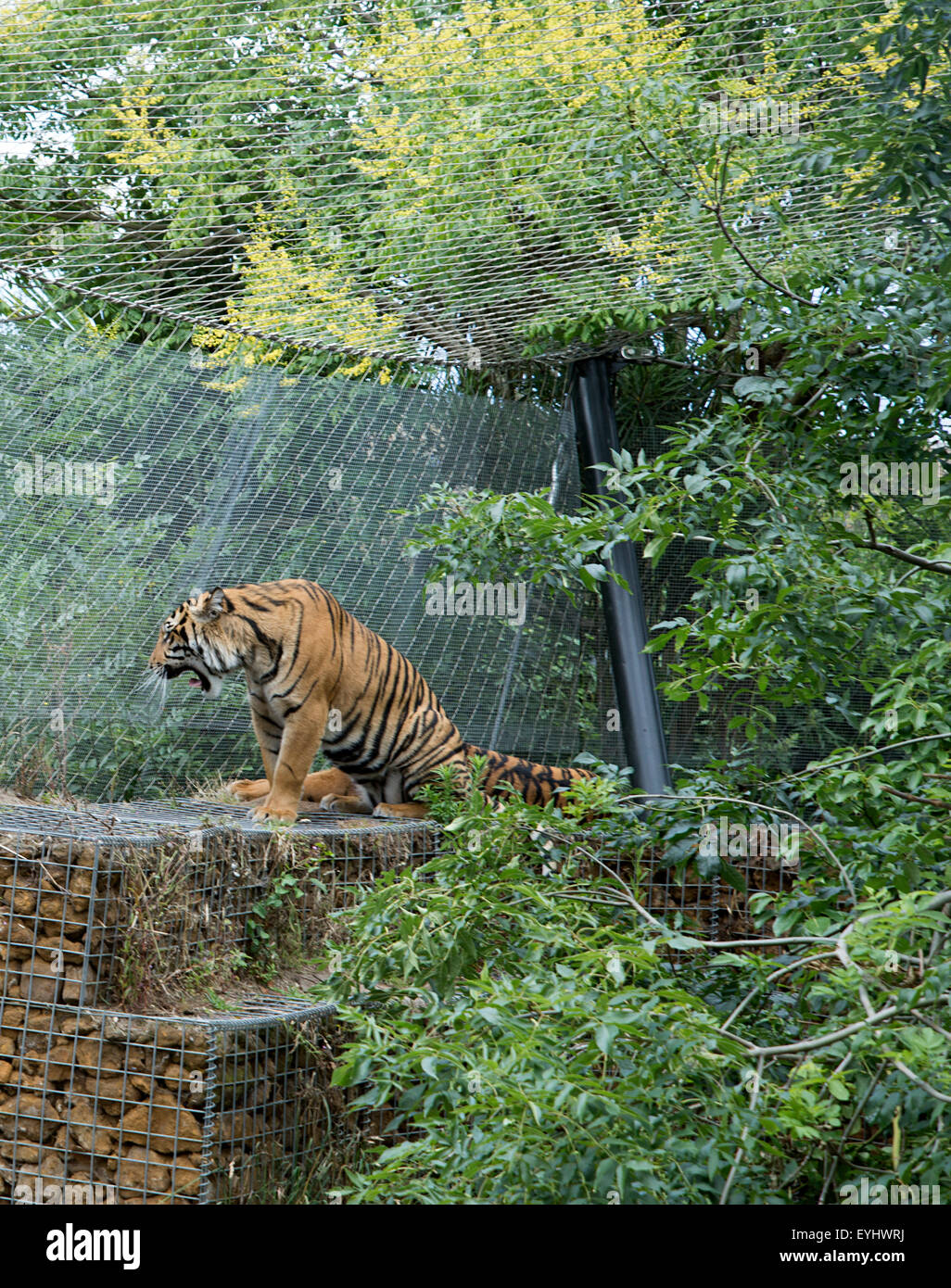 La tigre di Sumatra continua a guardare dall'alto muro nel territorio di Tiger recinzione presso lo Zoo di Londra Foto Stock