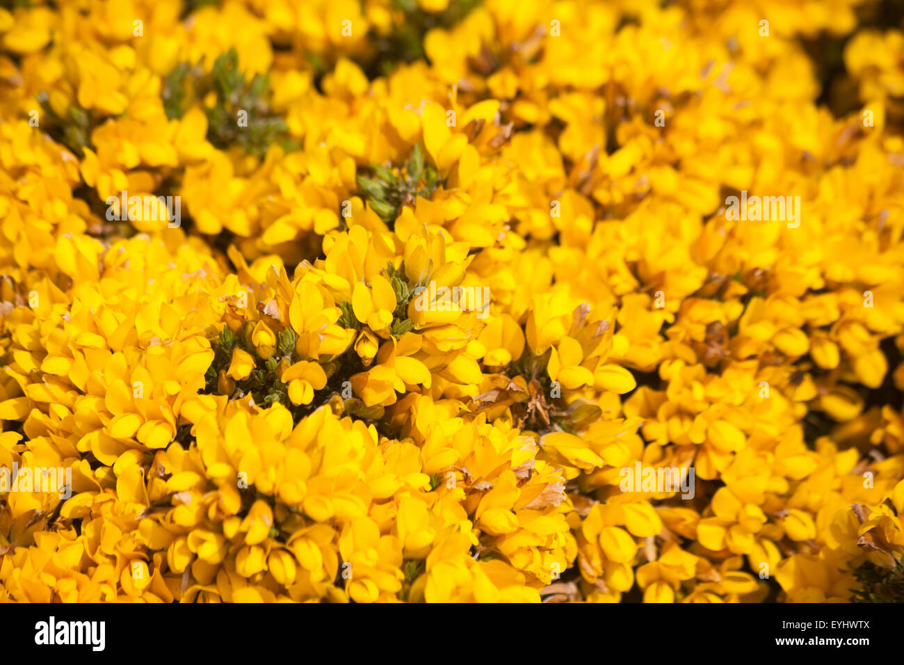 fiori di Ginestra Foto Stock