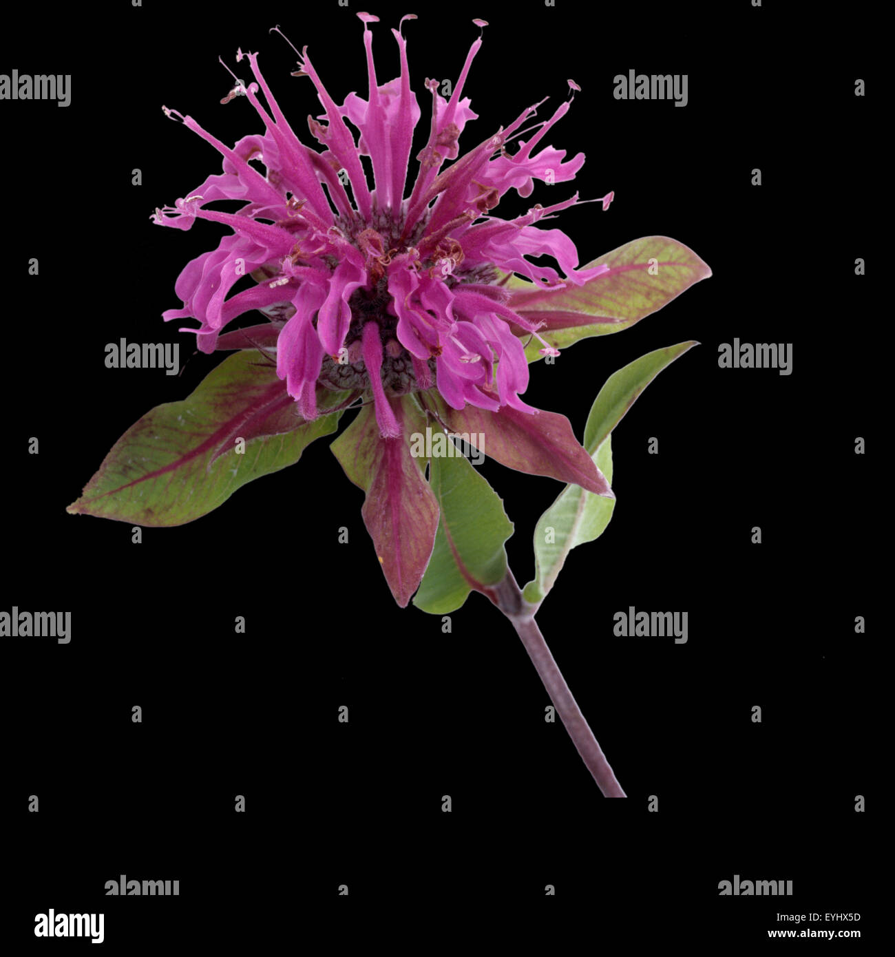 Indiandernessel; Monarda didyma,; Foto Stock