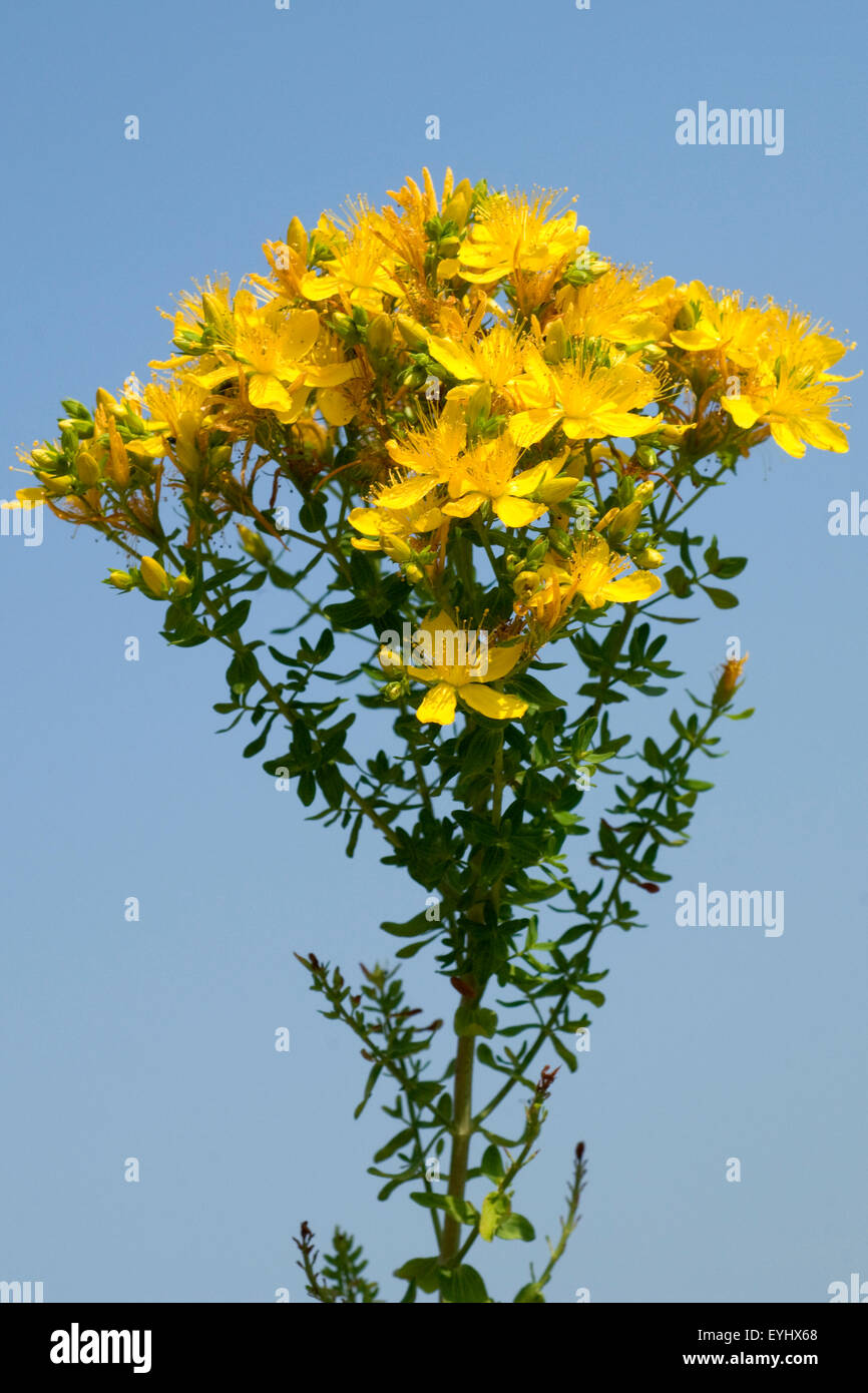 Johanniskraut,, Hypericum Perforatum, gelb, Foto Stock