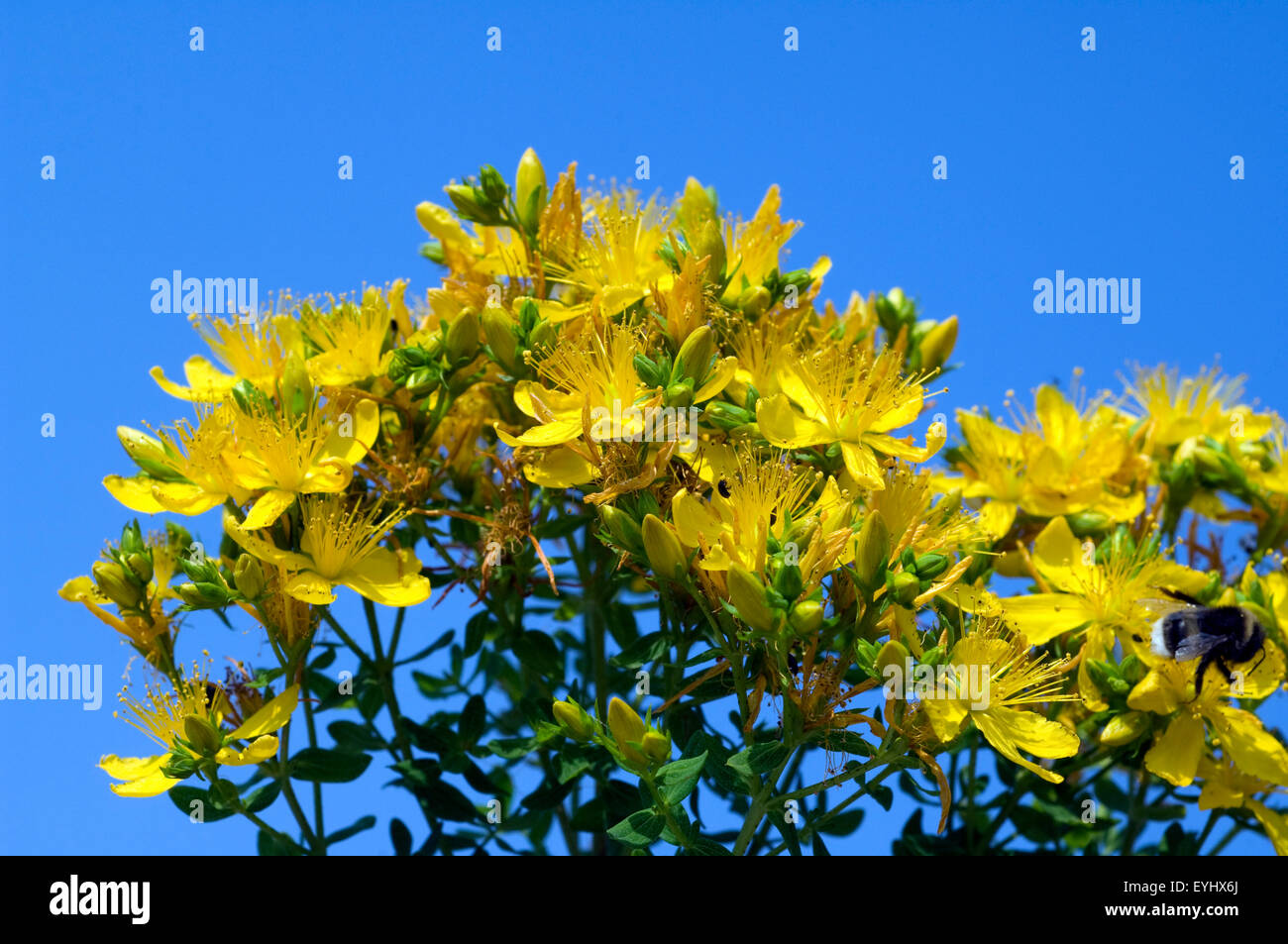 Johanniskraut,, Hypericum Perforatum, gelb, Foto Stock