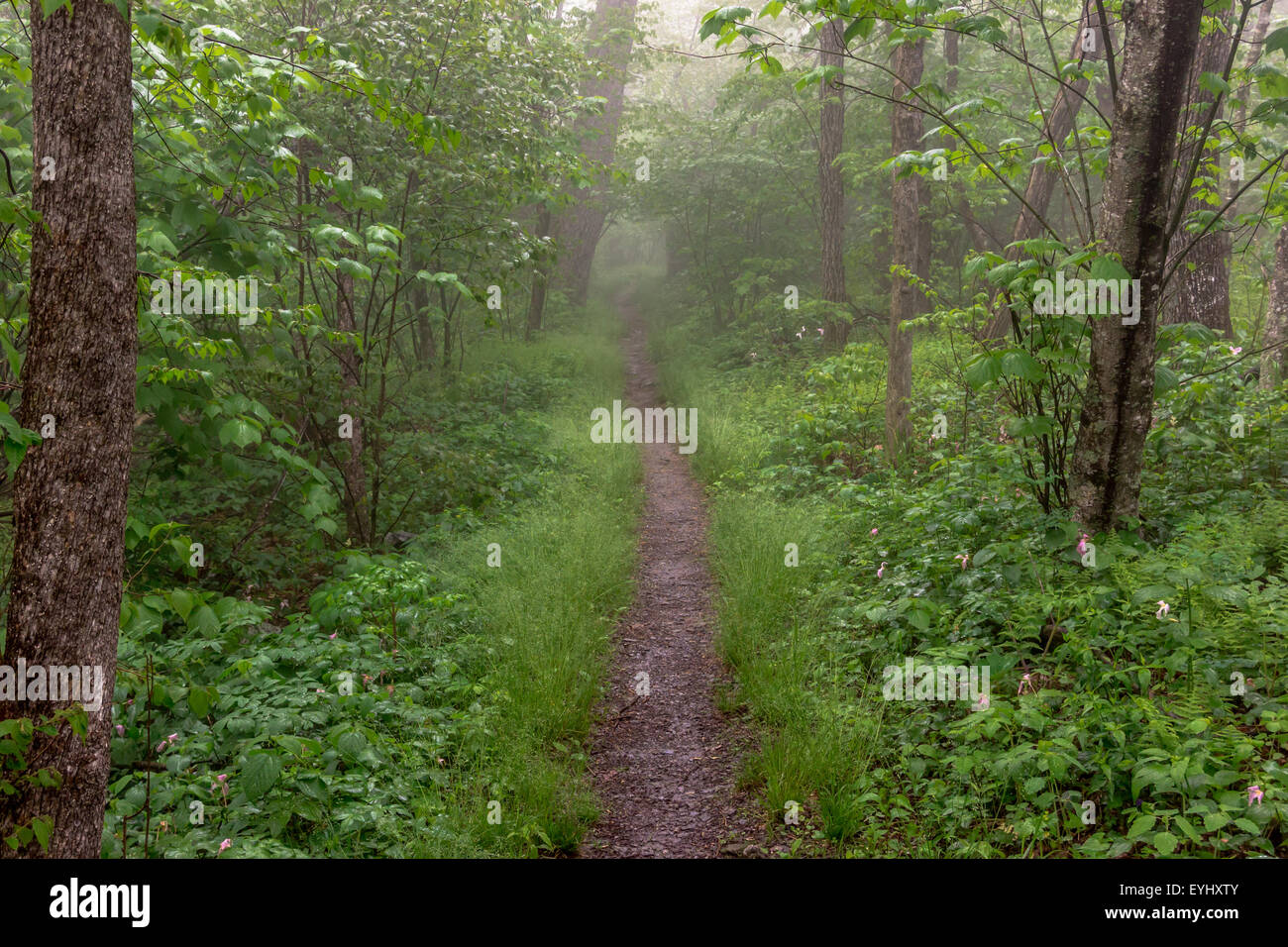 L'Appalachian trail taglia attraverso la nebbia boschi nel Parco Nazionale di Shenandoah Foto Stock