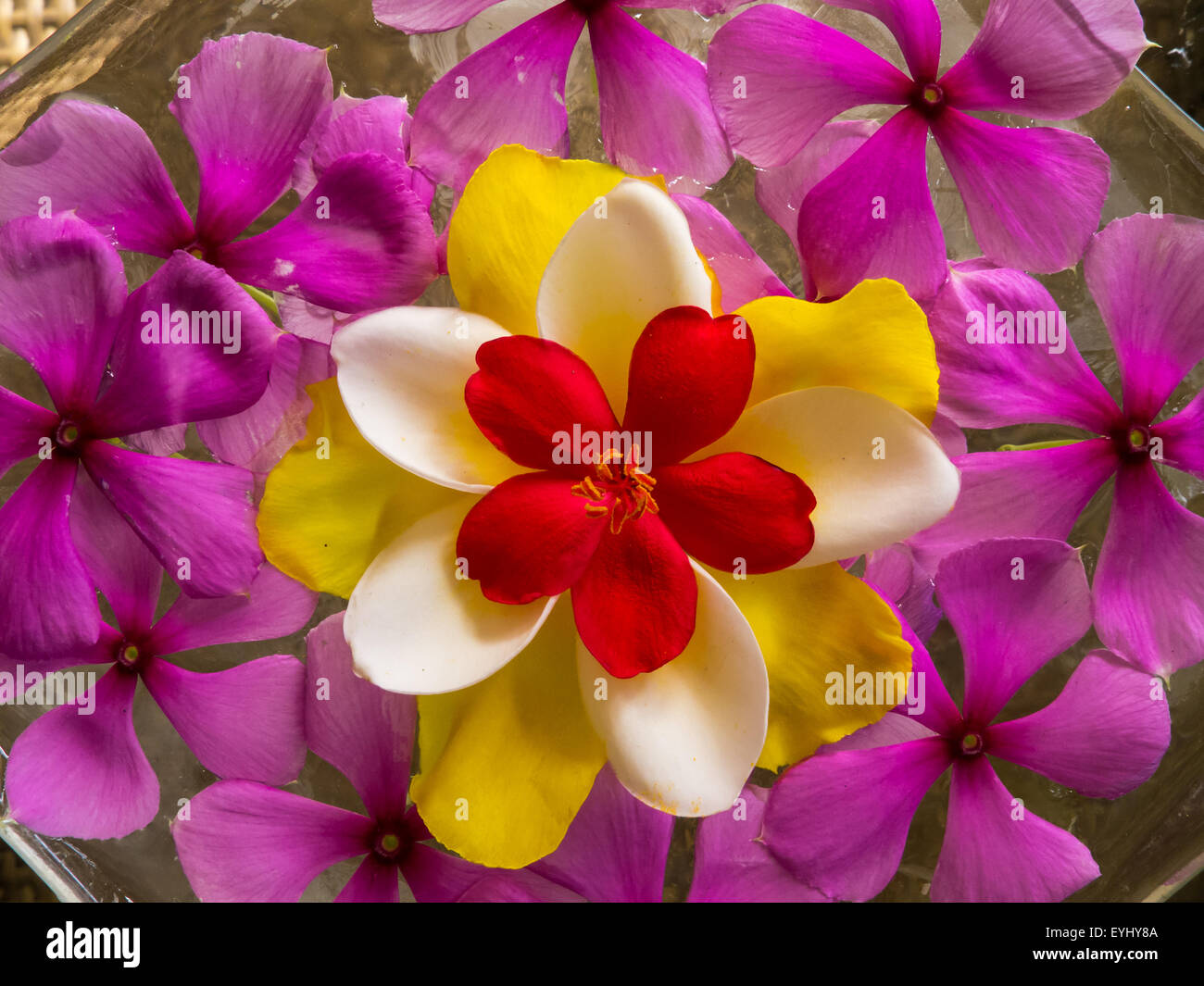 Flic en Flac, Mauritius. La Pirogue località turistica. Il Frangipani e pervinca petali galleggianti in un design floreale in una ciotola. Foto Stock