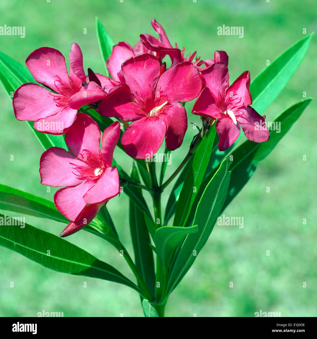 Oleandro;; Nerium oleander; Giftpflanze; Wildpflanzen; Foto Stock