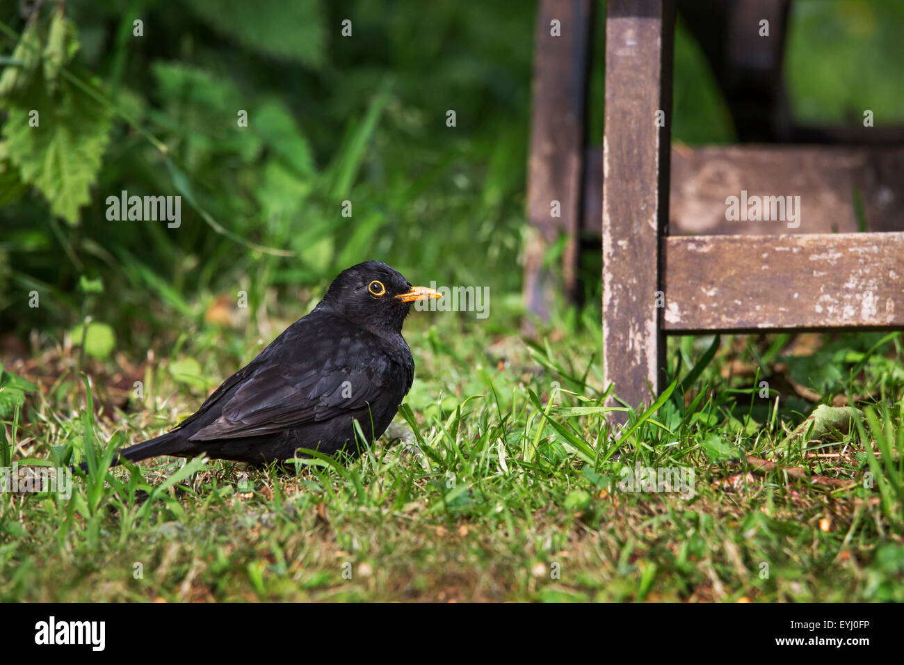 Merlo comune (Turdus merula) maschio rovistando sul terreno in giardino Foto Stock