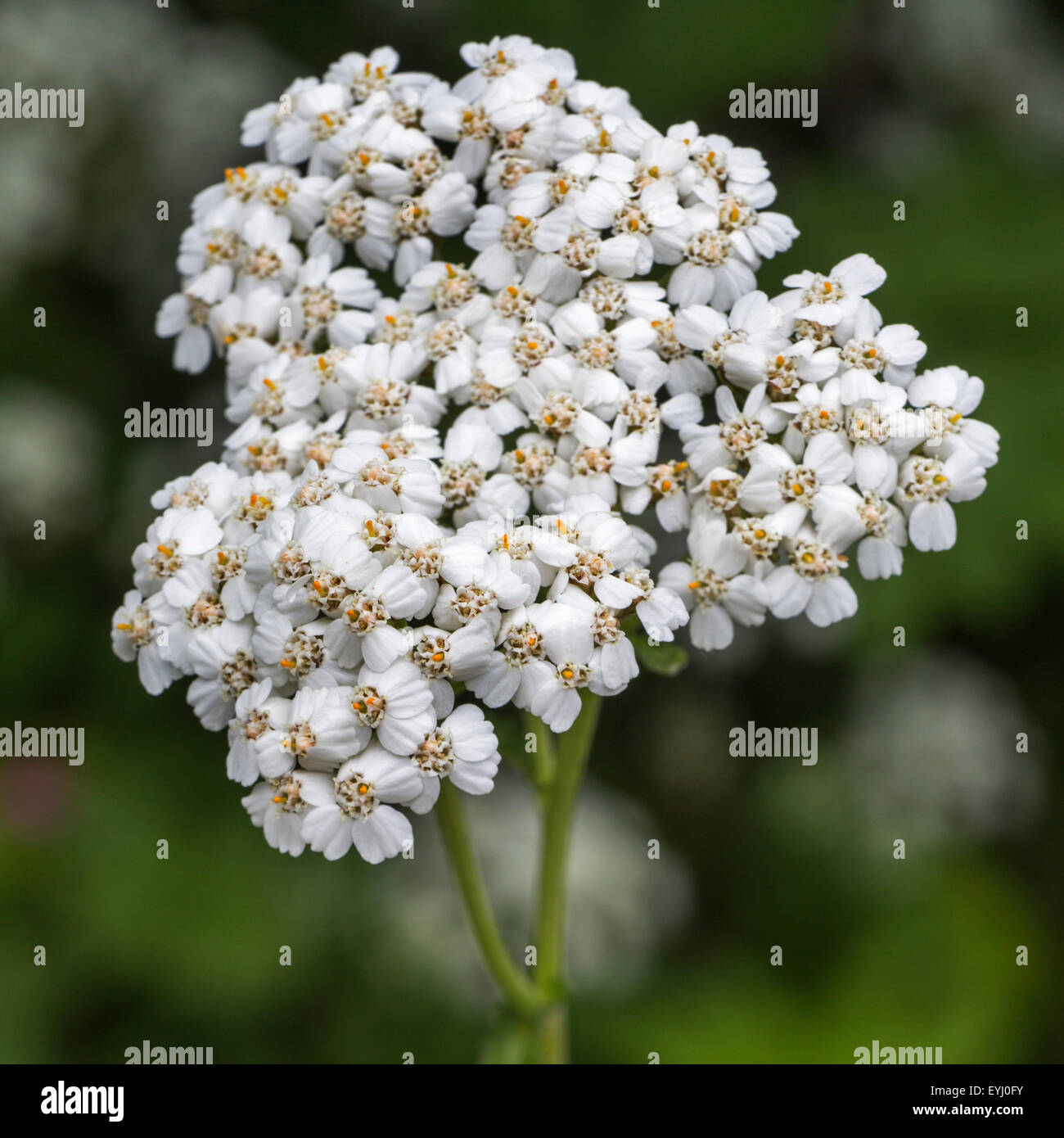 Yarrow comune / impianto di nosebleed / old man's pepe / devil's ortica / cruenti / achillea (Achillea millefolium) in fiore Foto Stock