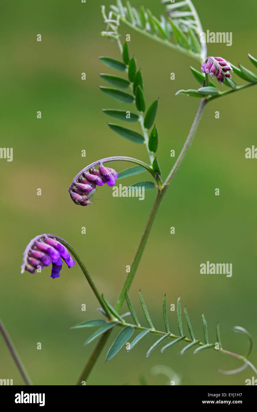 Vetch tufted / mucca veccia / bird veccia / boreale di veccia (Vicia cracca) in fiore Foto Stock