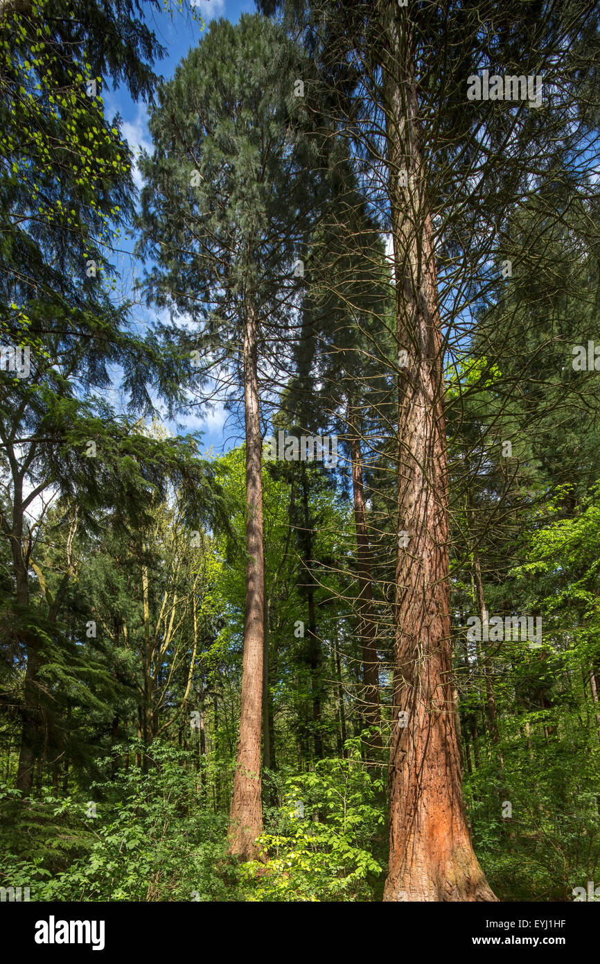 Sequoia gigante / giant redwood / Sierra redwood / Sierran redwood / Wellingtonia (Sequoiadendron giganteum) nel parco europeo Foto Stock