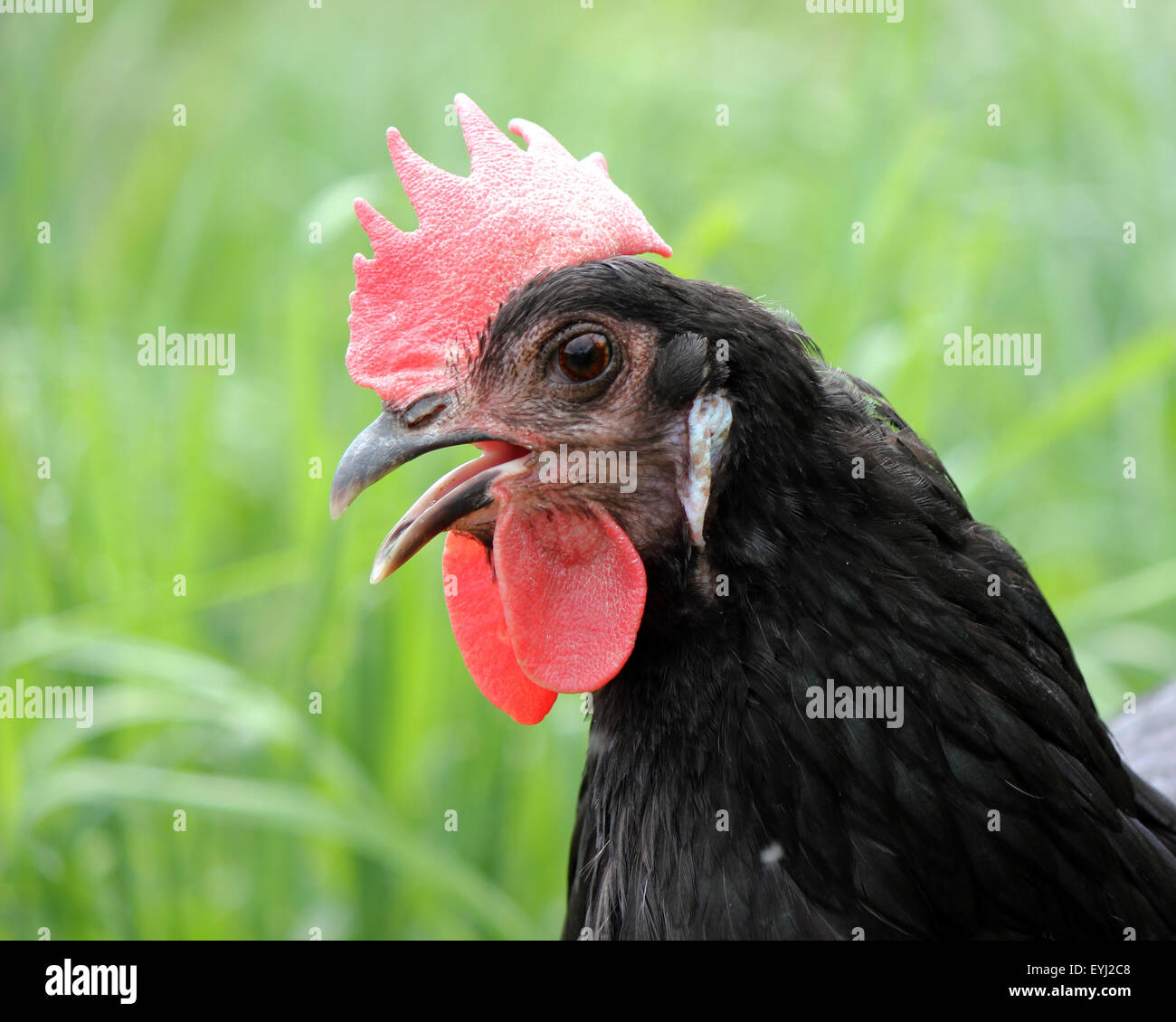 Un nero senza intervallo hen in un campo vicino fino alla testa e collo, clucking Foto Stock