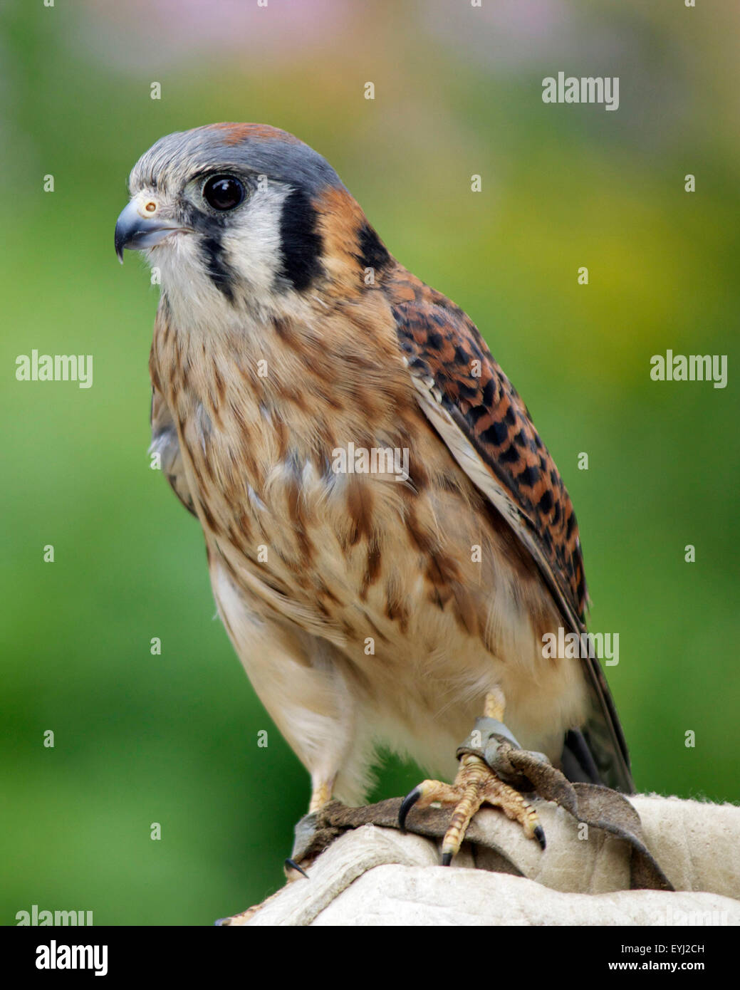 Una femmina di American Gheppio (Falco sparverius) sul guanto di Falconer. Foto Stock