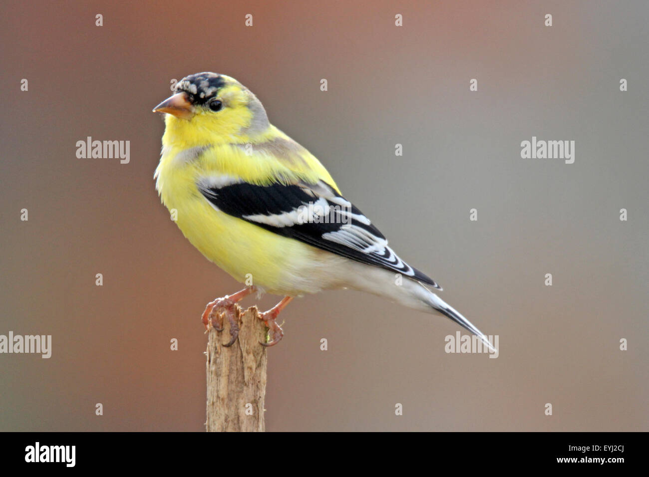 Un Americano Cardellino (Carduelis tristis) avviamento è primavera muta di più vivace giallo estate piumaggio di allevamento Foto Stock