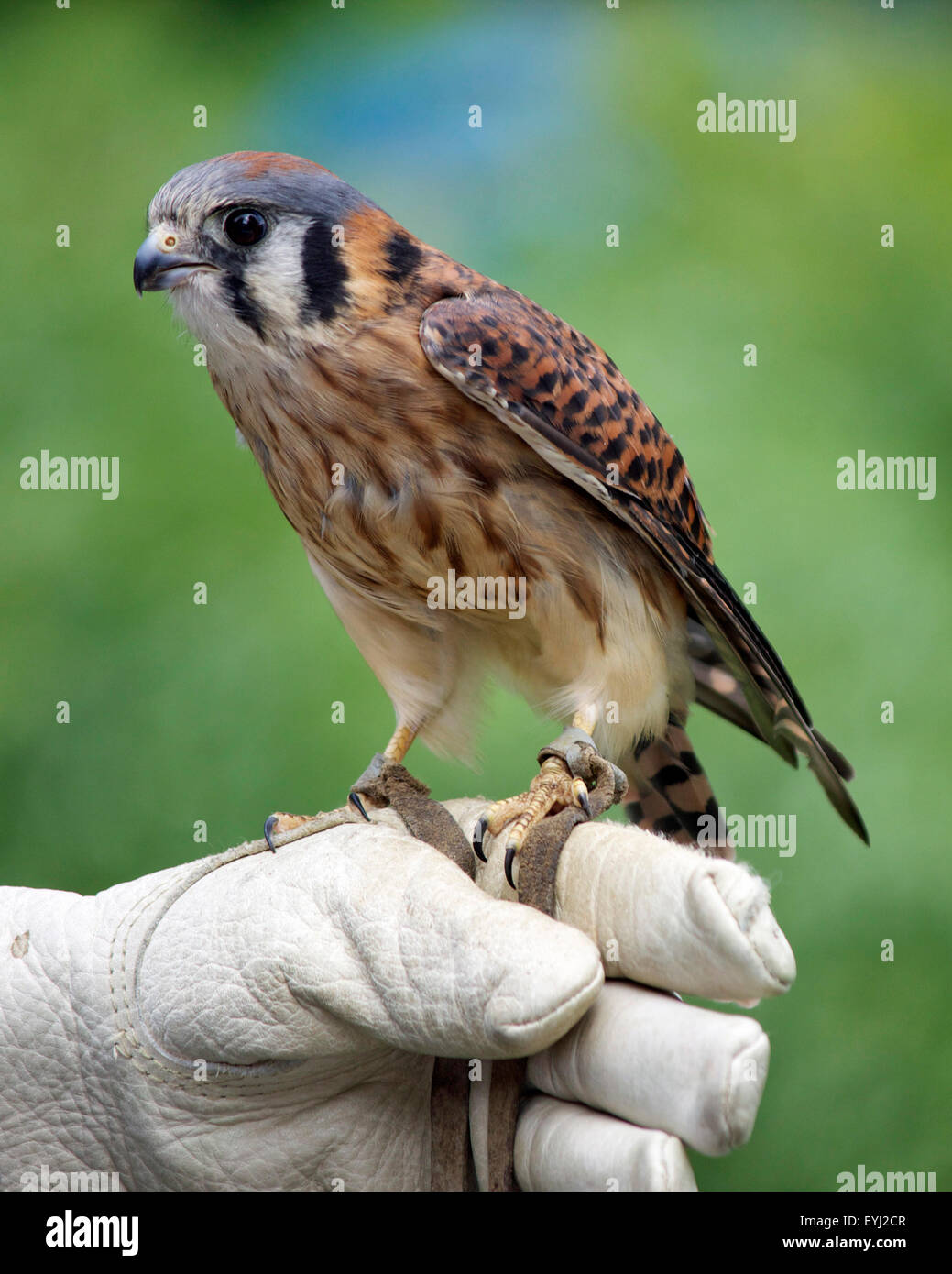 Una femmina di American gheppio (Falco sparverius) appollaiate sul guanto di falconer Foto Stock