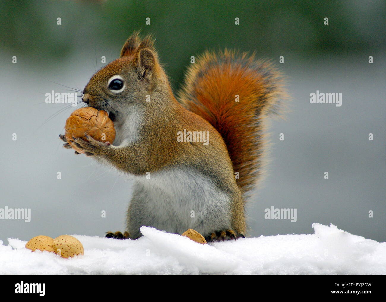 Un Americano scoiattolo rosso (Tamiasciurus hudsonicus) porta una noce in esso le zampe su un inverno nevoso giorno Foto Stock