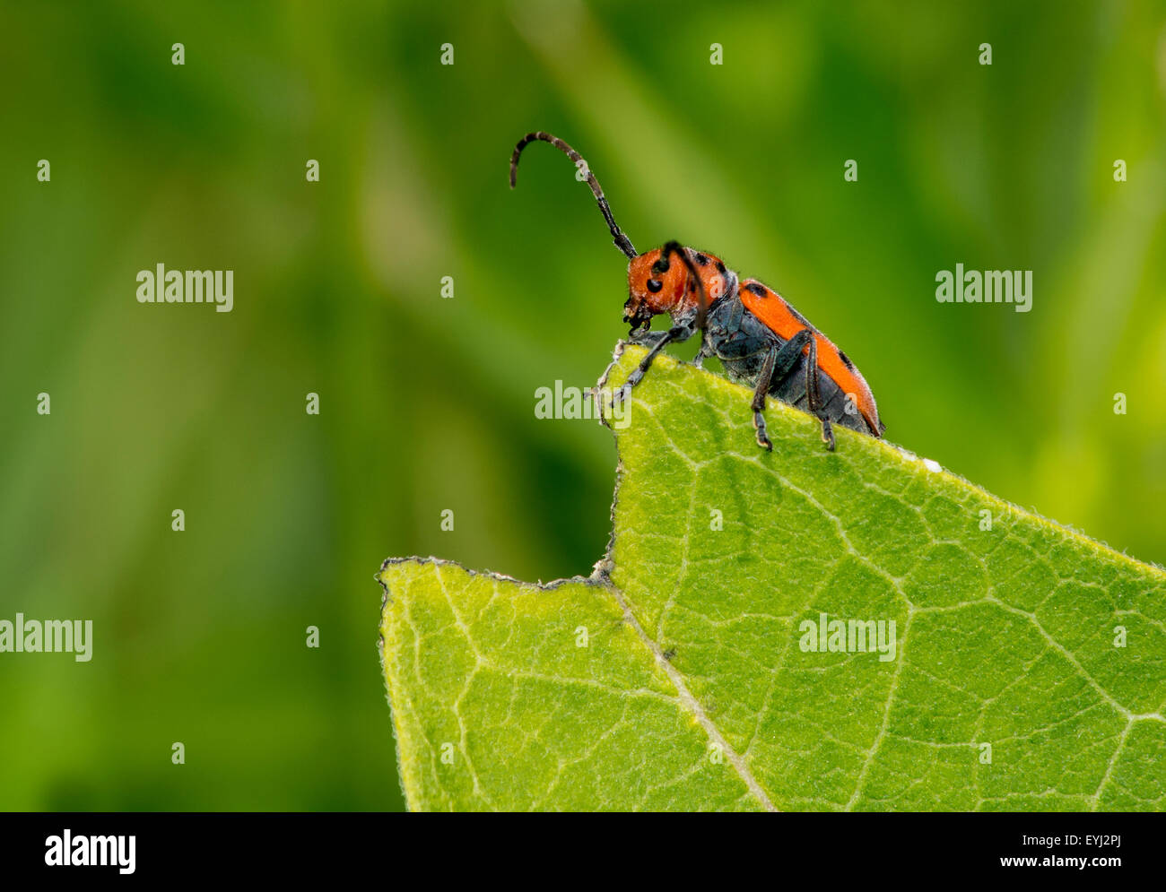 Un rosso milkweed beetle Foto Stock