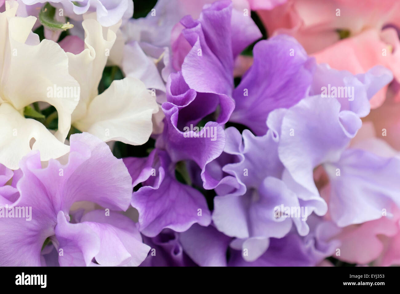 Visualizzazione di piselli dolci "molto profumati miscelati Spencer' Fiori. Inghilterra Regno Unito Gran Bretagna Foto Stock