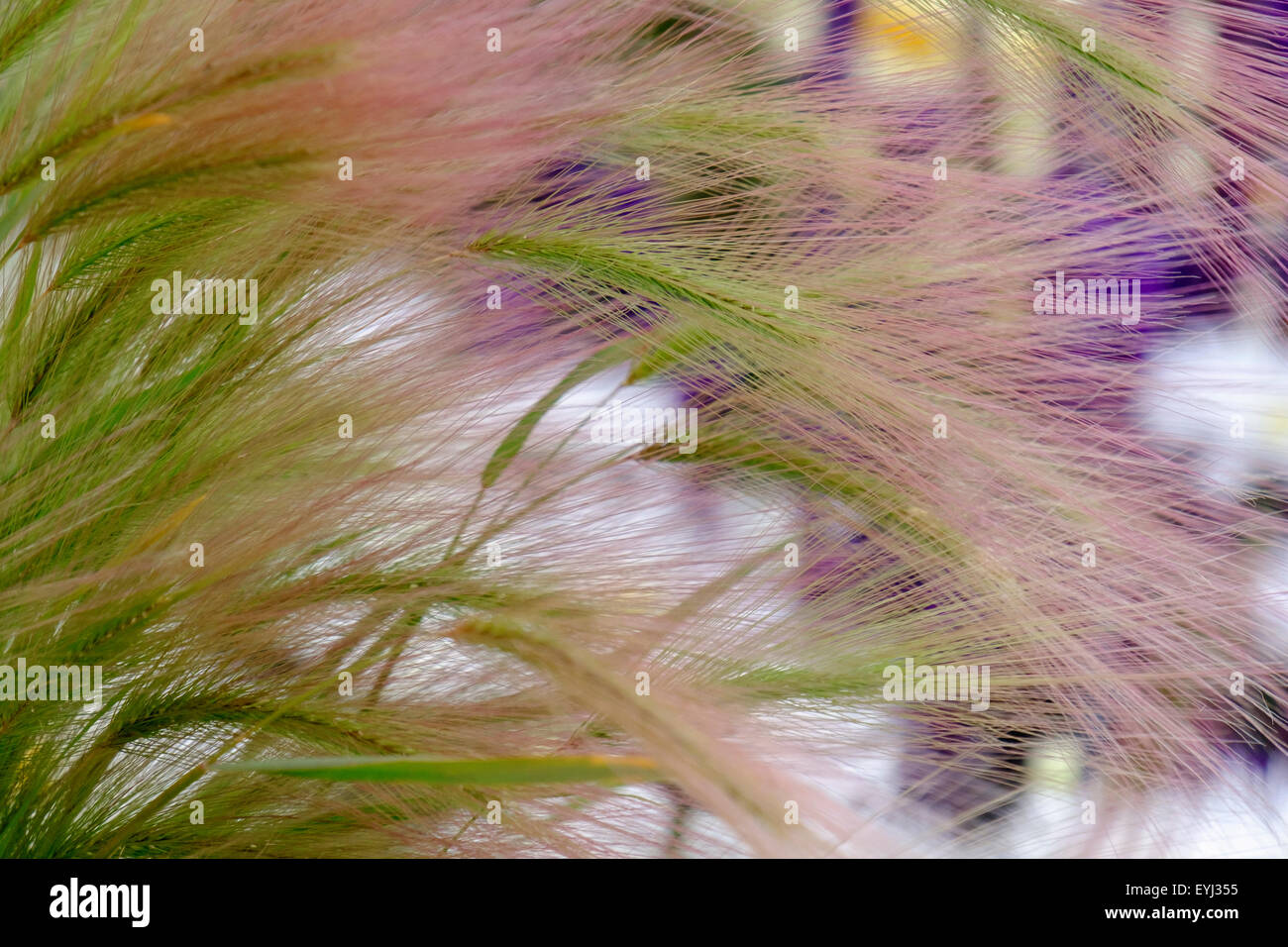 Pannicole ornamentali di Foxtail Barley o Squirrel coda Grass Hordeum jubatum crescere in un giardino con fiori dietro. Inghilterra Regno Unito Gran Bretagna Foto Stock