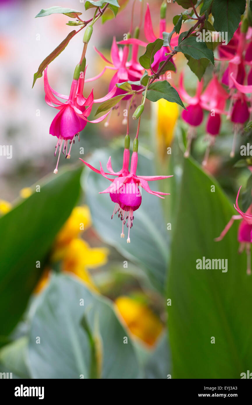 Fuchsia 'Jack shahan' fiori Foto Stock