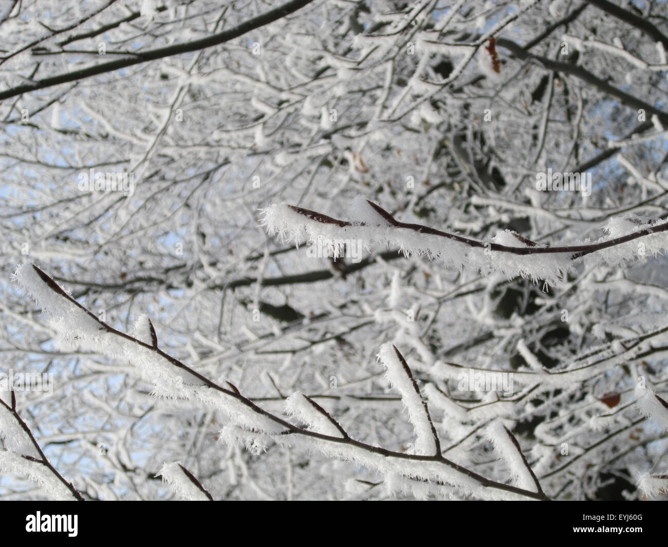 Rami smerigliati con neve, Germania. Foto Stock