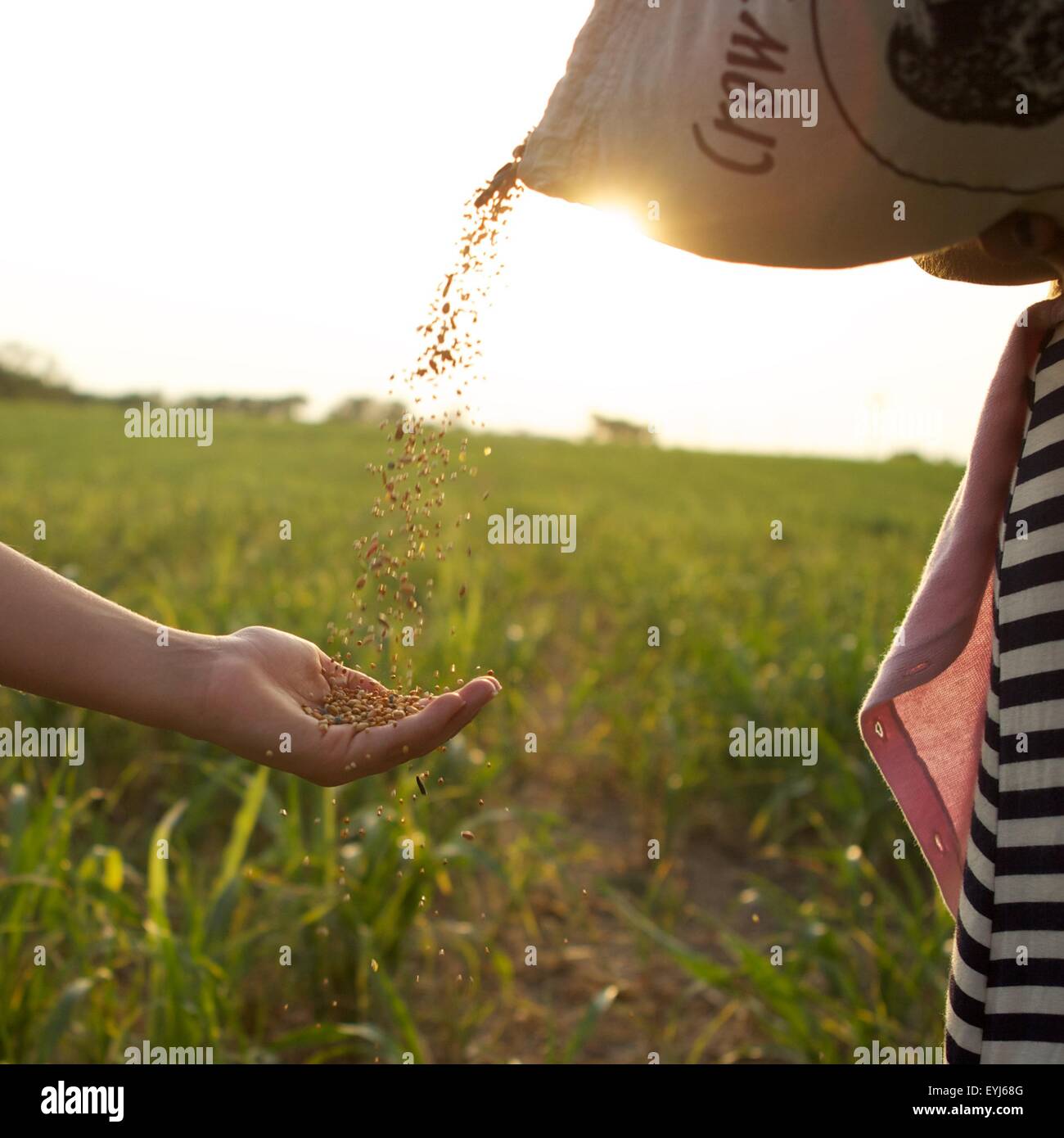 Versando la granella in campo, i bambini la ricerca e la riproduzione per uccelli, versando bird sementi Foto Stock