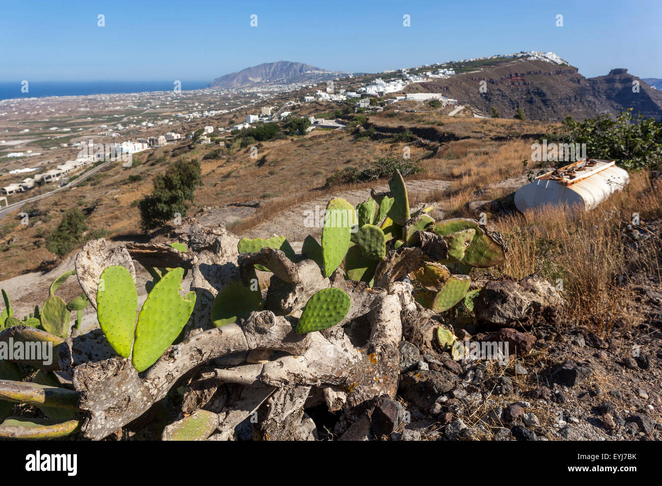 La strada da Oia a Fira, prickly pera cactus, opuncia, Santorini, Grecia Isole piante Foto Stock